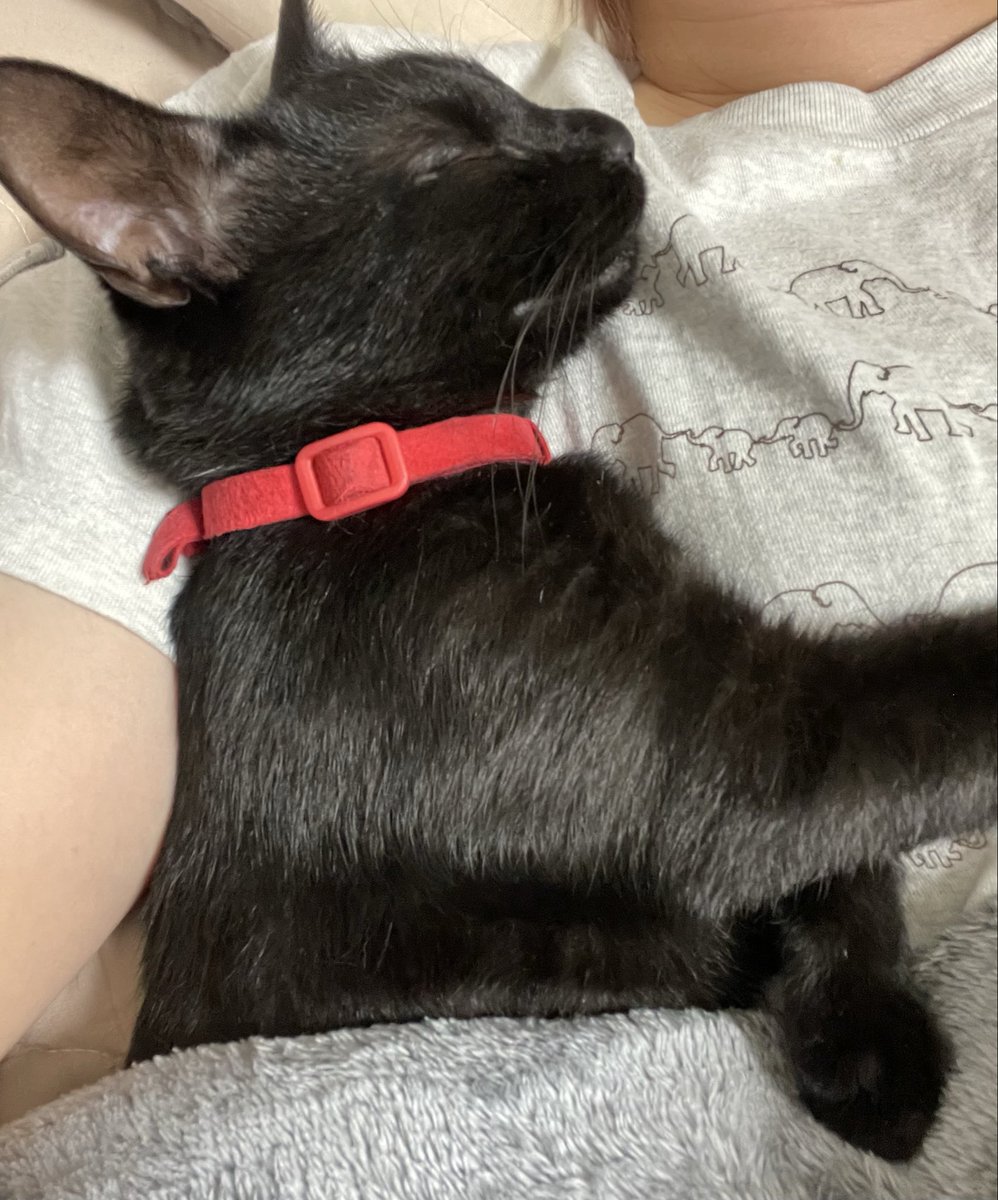 SayakaAnge's tweet photo. 私の腕で爆睡する天使…🐈‍⬛♡
可愛すぎて動けない☺️ https://t.co/p7xUhwedyp