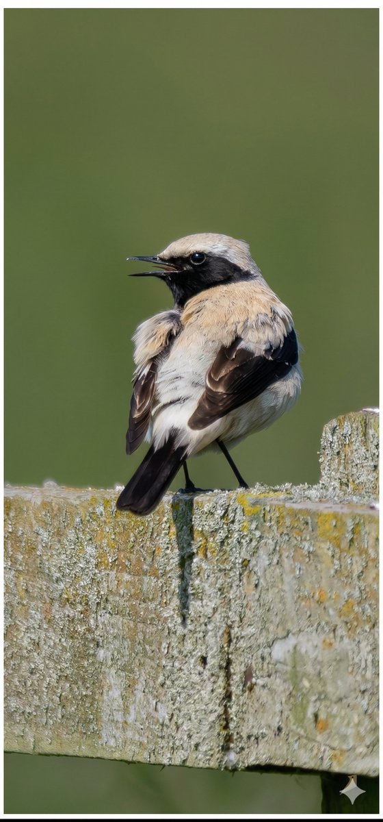 Wildwood_photos's tweet photo. On, or around this day last year, this fine Desert Wheatear at Keynsham, Bristol. Nice to have something rare on patch for a change! 😊 https://t.co/SP10HmGJ09