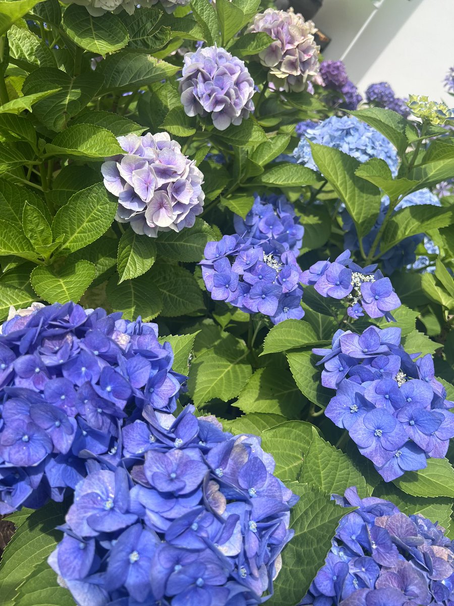 cafe_0218's tweet photo. 🩷紫陽花💙 https://t.co/CxOlBdchWz