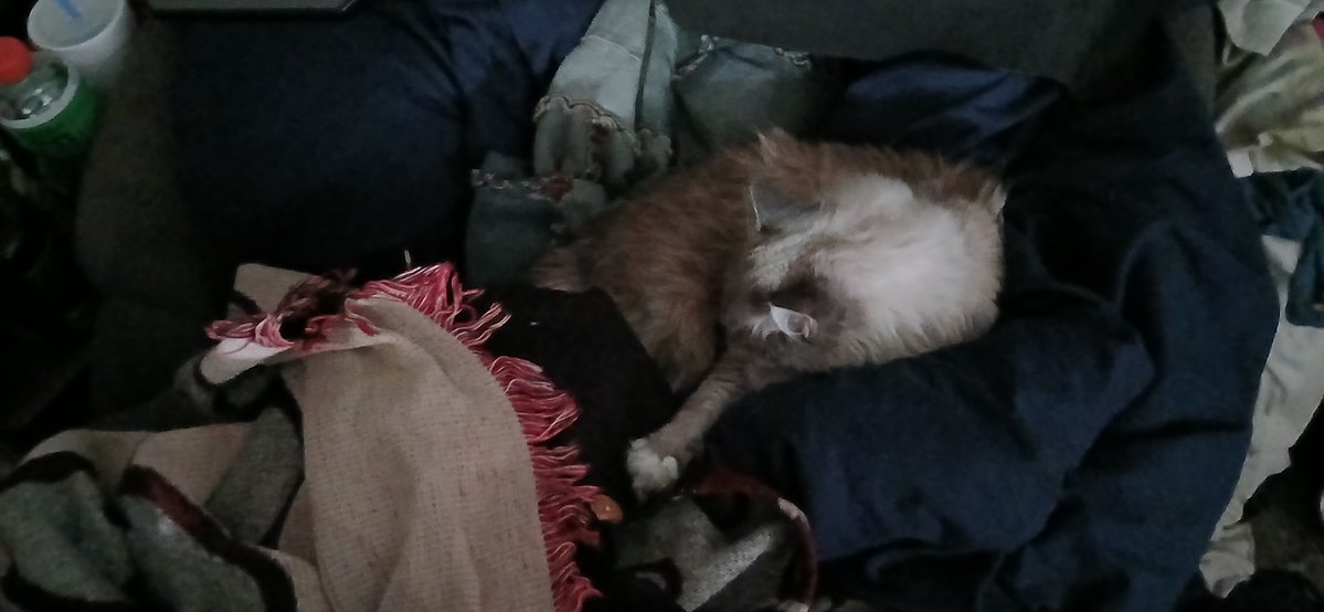 Dennizen12's tweet photo. @ghoullgrl These are my babies Bastet and Raylee. I love them with all my heart! https://t.co/JJVdapfQ6h