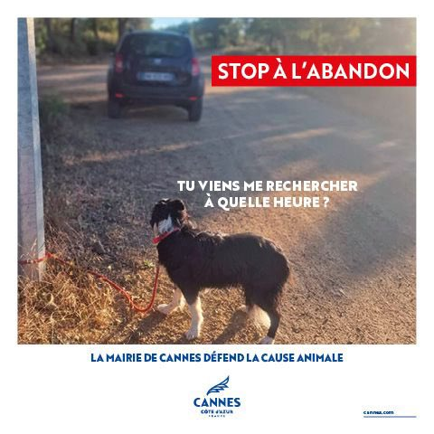 Bluestars_c's tweet photo. Votre toutou peut être gardé pendant les vacances ! https://t.co/xhAapB17B7