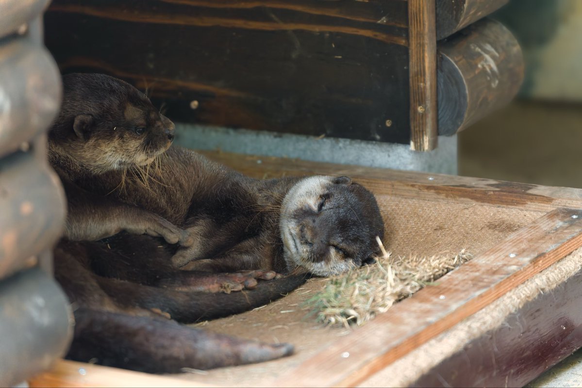 thoka_z's tweet photo. アキさんとシズクさん
仲良し❤️
#智光山公園こども動物園 #コツメカワウソ #Otter https://t.co/K8M1XKlGa6