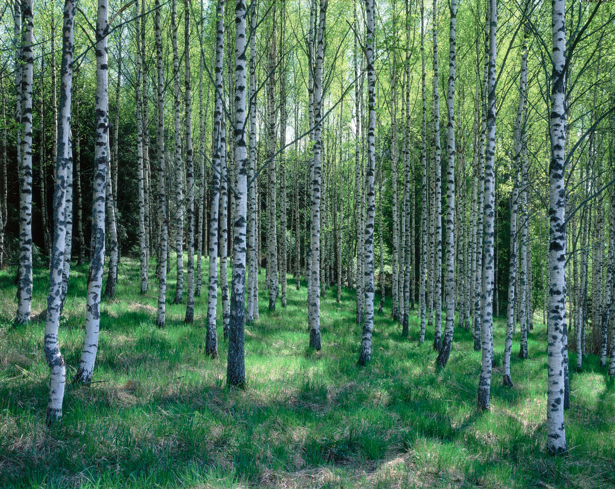 visitfinlandjp's tweet photo. 🌳フィンランドの国土の70％以上が森に覆われています。

🌳森はみんなのもの。

🌳森はいつも身近にあって、自然享受権のおかげで旅行者を含めて誰もが楽しめる物です。

📸 Pekka Luukkola https://t.co/q7ss25Ltje