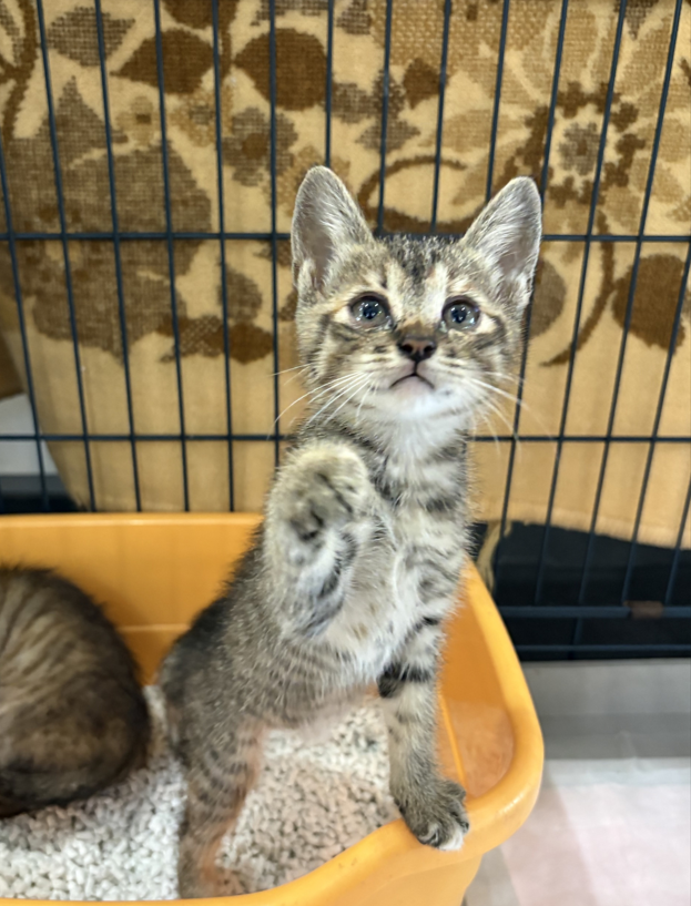 moriya_kankyou's tweet photo. 現在、守谷市役所では生後1~2か月程度の子猫2匹(キジトラ・性別不明)を保護しており、里親を募集中です。里親に興味がある方は6月24日(水)までにご連絡ください。詳細情報は守谷市ホームページからご確認ください。
https://t.co/7uiliG0irP
守谷市生活環境課TEL0297-45-1111 #保護猫 #里親募集 https://t.co/Mud3goZIsA