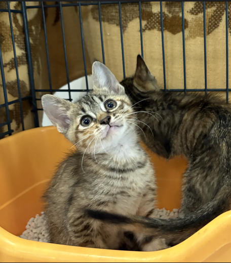moriya_kankyou's tweet photo. 現在、守谷市役所では生後1~2か月程度の子猫2匹(キジトラ・性別不明)を保護しており、里親を募集中です。里親に興味がある方は6月24日(水)までにご連絡ください。詳細情報は守谷市ホームページからご確認ください。
https://t.co/7uiliG0irP
守谷市生活環境課TEL0297-45-1111 #保護猫 #里親募集 https://t.co/Mud3goZIsA