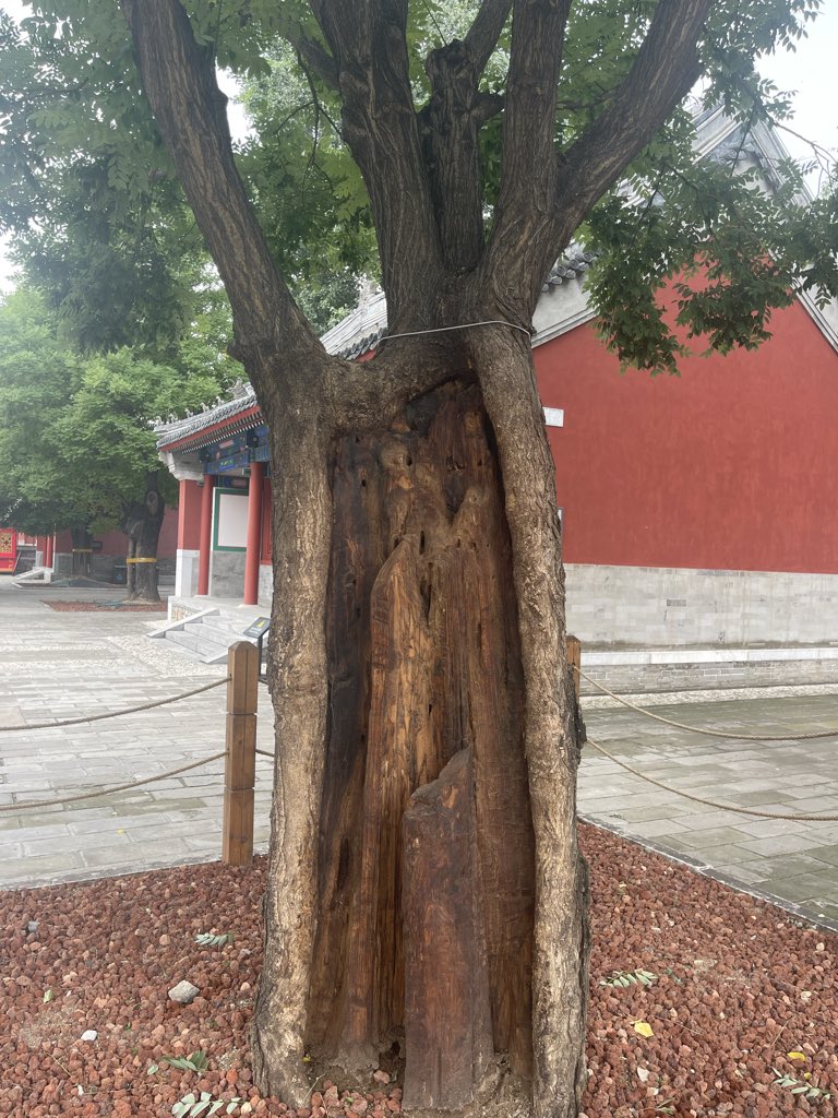 lucysoas's tweet photo. 北京水立方南边的邻居，北顶娘娘庙里，有两棵 210岁清代的国槐，“半心”赤诚相伴，这长相都类似了，公母不用分但足以抵岁月沧桑。 https://t.co/rJy8jluTi0