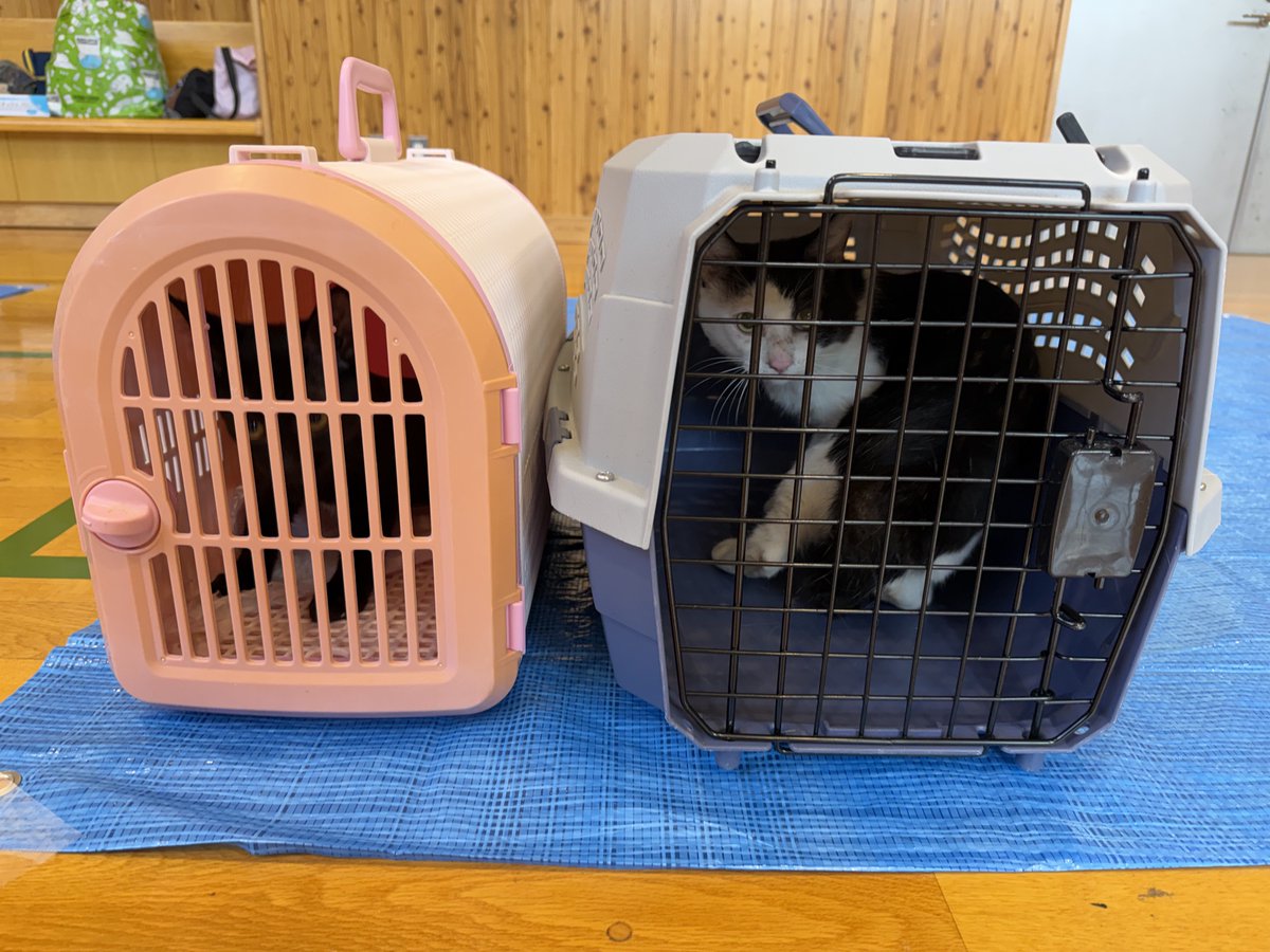 saroma2's tweet photo. 令和8年6月13日・14日に、佐呂間町の栄地域交流センターで、猫の不妊去勢手術事業を行いました。一般社団法人オホーツクねこの会の主催によるもので、出張獣医師により、40頭の猫が手術を受けました。
https://t.co/hhj0UnxdpQ https://t.co/wTHjONNQwH