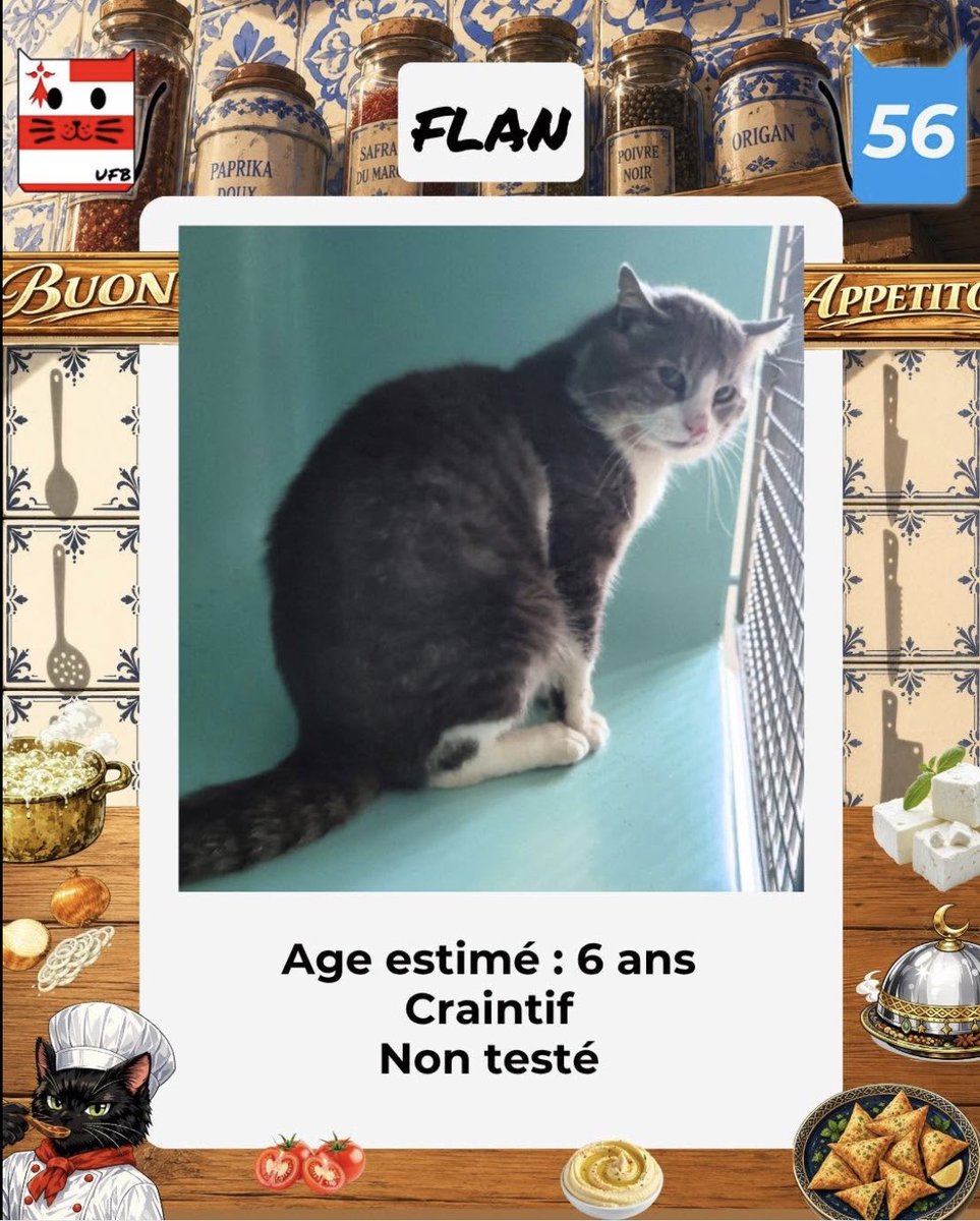 MAROBA3807's tweet photo. URGENCES FOURRIÈRES DE BRETAGNE .
Cette semaine ce sont non pas 5 mais 6 petits chats à sauver de la fourrière parce que trouvés dehors seul et non pucés. Le thème de la semaine pour les noms : la gastronomie (les pauvres n’y auront pas accès là où ils sont). https://t.co/Elz8k6gXhB