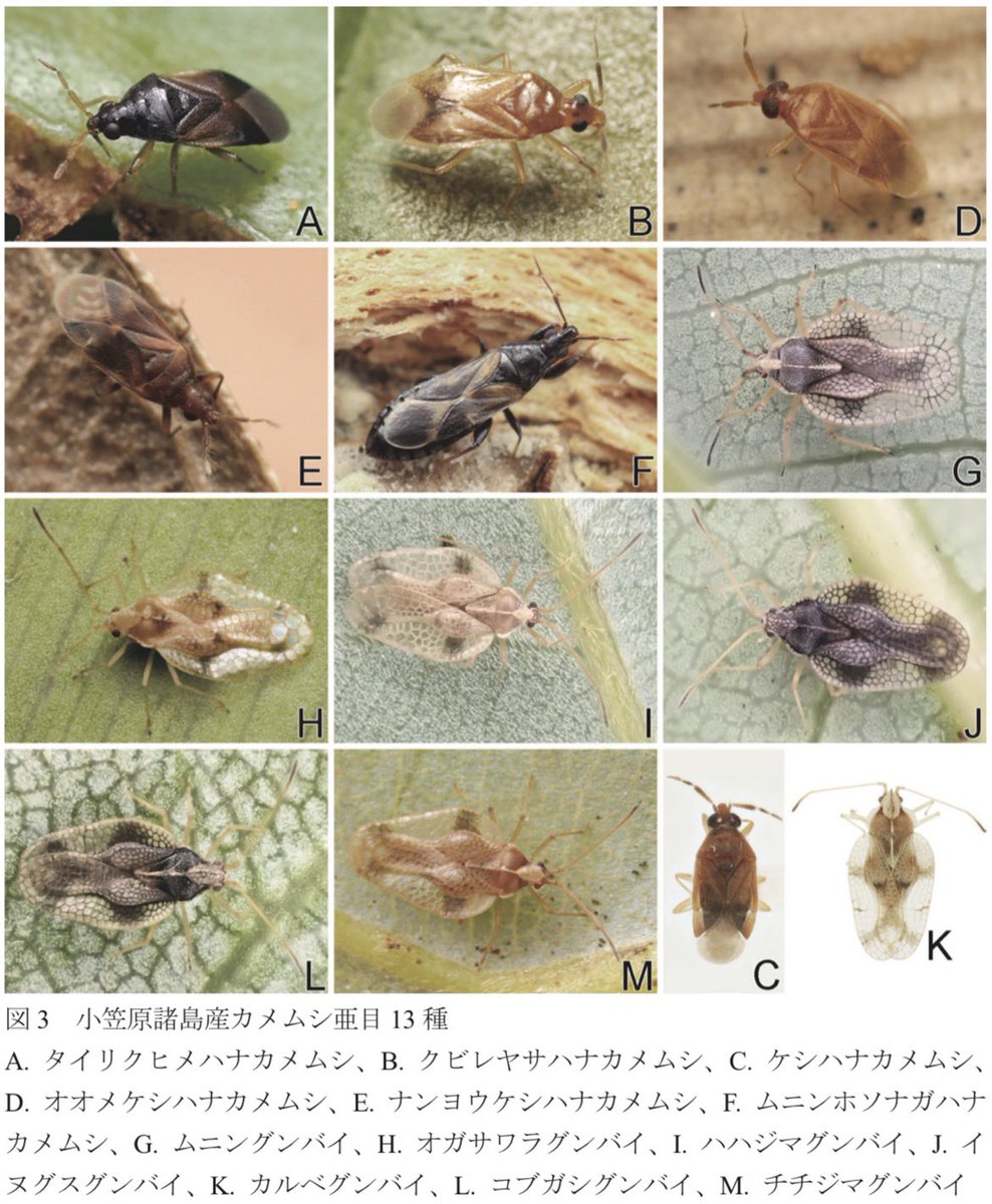 Coptosoma's tweet photo. 小笠原諸島のカメムシにおける現状を示した報告が出版されました！
2021–2025年の野外調査で19科71種が記録されました！
同諸島のカメムシは25科101種となりました！
記録がある30固有種のうち26種が得られました！
外来生物の影響が少ない島でのみ確認できた固有種もいます！
https://t.co/NjRMVLIGQv https://t.co/oxI4vEAtMR