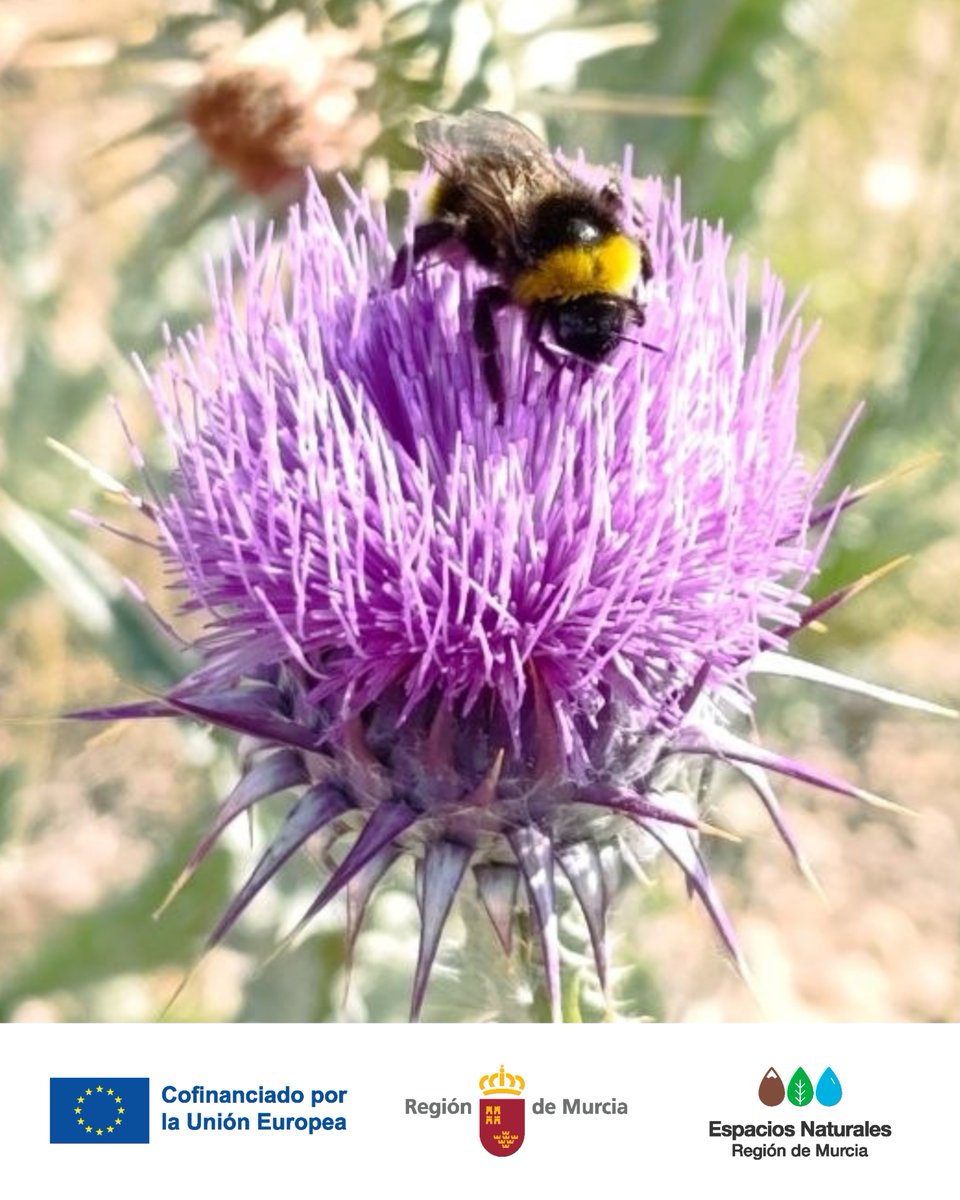 MonteArabiMN's tweet photo. El #CardoMariano ofrece alimento y refugio a numerosos seres vivos 🐦

Proteger la #FloraSilvestre es #Conservar la #Biodiversidad y la red de vida que sostiene nuestros ecosistemas 🌿

#MonteArabiMN #EducaciónAmbiental https://t.co/pWFSWR8mTu