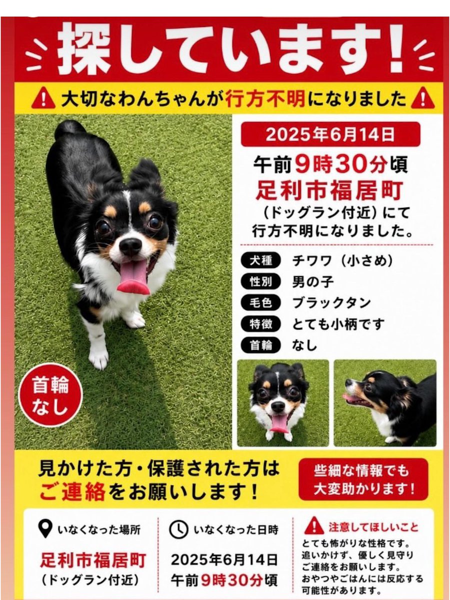 leon20230704's tweet photo. 🐶栃木県足利市福居町でチワワの「リンクくん」が行方不明です。

6月14日午前9時30分頃逸走

・ブラックタン
・男の子
・生後7か月
・約4kg
・首輪なし
・マイクロチップあり
目撃情報がほとんどありません。
見かけた方は追いかけず、場所・時間・進行方向をご連絡ください。
#迷子犬
#拡散希望 https://t.co/gmSEO3TtHO