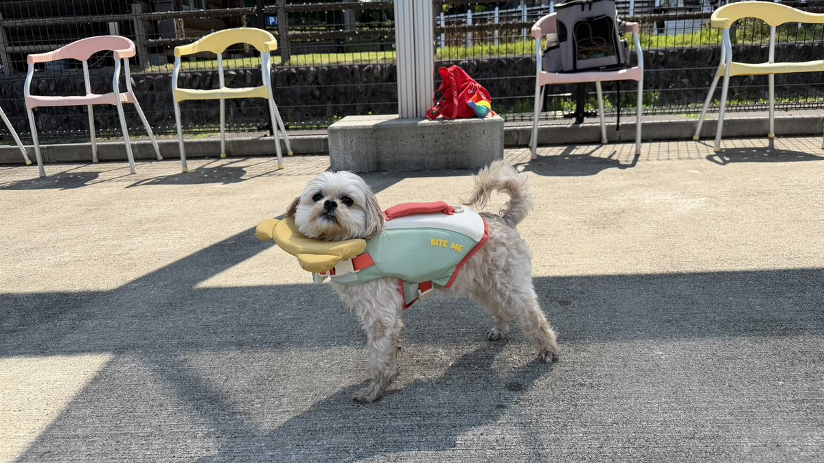 asobou_Riley's tweet photo. ライリー初めてのプールは
bite meでライフベストを買いました🌻

ペキプーはやっぱり体型が難しくて
顔周りはSサイズなんだけど、体はMなのかな〜？

ライリーはSサイズで
顔のくまさんの部分は沈んじゃって上手に使えなかったけど、無くても問題なさそう🐻

#ペキプー 
#小型犬のいる生活 https://t.co/VM4RTUBlAG