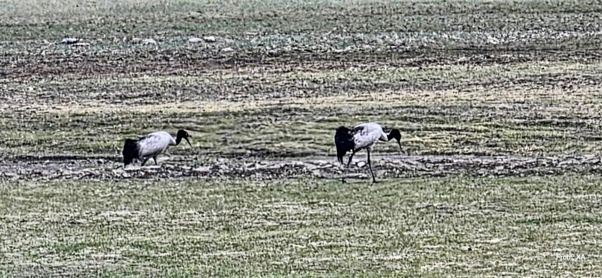 swordsnhammer's tweet photo. The pair tried to look deeply poetic pacing side by side fighting over the food last night. #Retro same #attires #TwoOnTuesday #Cranes #Courtship #Duet #Romance #dancehits 
https://t.co/1JKgusVNPC https://t.co/MBcyqmKVFx