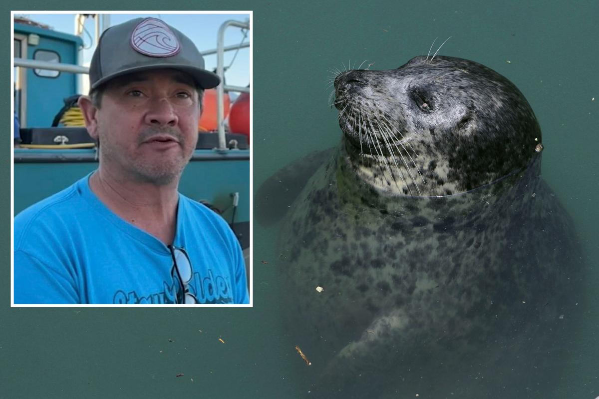 awkwardgoogle's tweet photo. In 2022, boater Scott Thompson fell into the ocean off the Santa Barbara coast. 

He swam 5 hours to an oil rig, nudged along by an 'angel' harbor seal that kept him motivated. https://t.co/lJHIAT03Wg