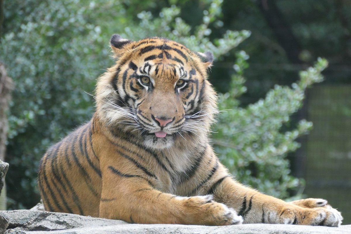 iwatatube's tweet photo. #スマトラトラ の #アオ が 東山動植物園(名古屋市) から かみね動物園(日立市)に 7月6日 移動します
アオ🐯2019年10月8日 八木山動物公園(仙台市)生れ
楽天の吉井監督就任といい 今日は😮
AO, a #SumatranTiger , will be moving from Higashiyama zoo to Kamine zoo on July 6 📷Yagiyama zoo https://t.co/YhscbDwTtK