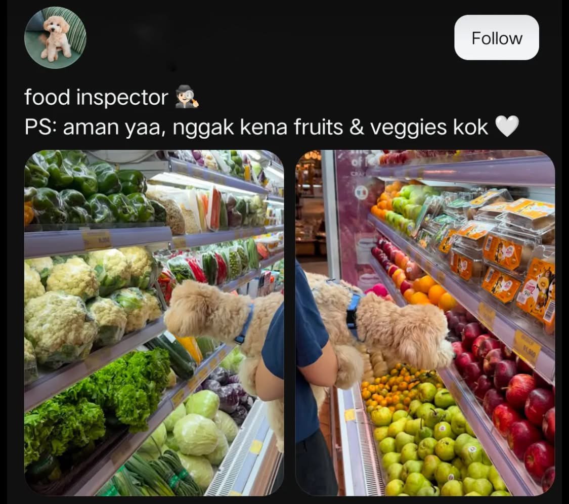 Serafinusgy's tweet photo. Bisa2nya ada pet owner fomo tolol kaya gini! Hey itu bahan makanan! Ga mikir apa emang ga punya otak! Anabulku aja di rumah ga boleh masuk dapur. Pet owner bodoh kaya gini nih yang bikin tempat pet friendly makin dikit. 

Kami pawrents normal berusaha setengah mati untuk jaga kebersihan dan ga ganggu orang lain; eh ada model yang pea begini. Plis kalo ada yang liat pet owner kaya gini diteriakin aja dan langsung panggilin petugas, ini oknum aja ya, tolong jgn jugde semua pawrents kaya gini 🥹🥹

cc:threadour_pawtastic_diary