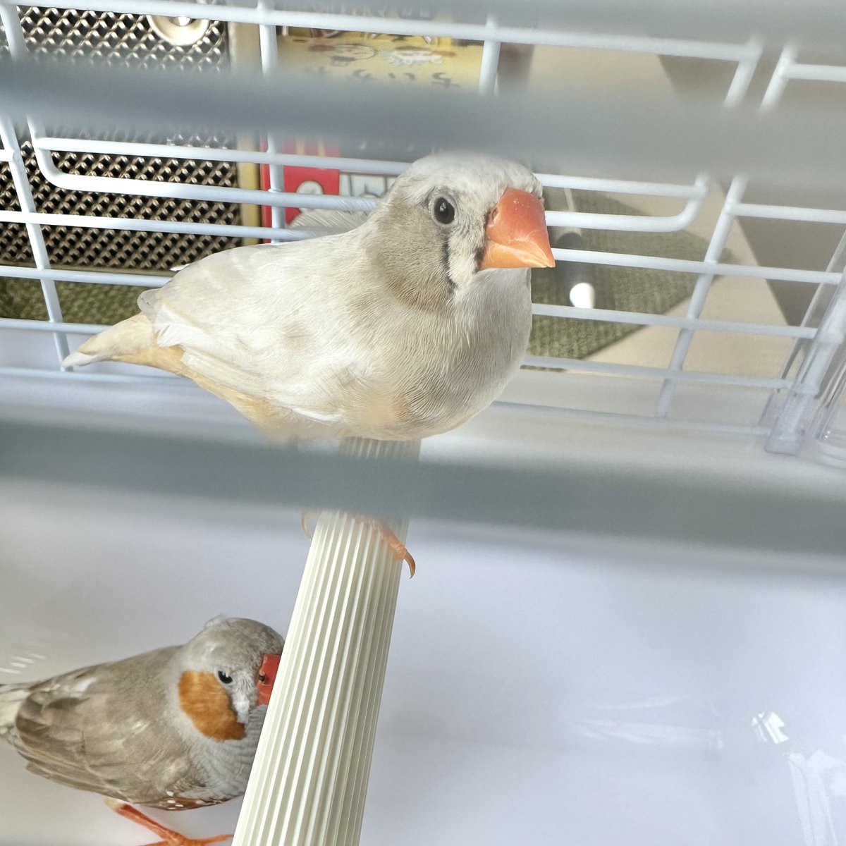 gebokyu's tweet photo. 荒キンカチョウ2羽お迎え！
ほっぺが薄いグレ���？薄い焦茶？でしっぽのしましまがなく、背中は白にほっぺと同じ薄い焦茶がちらほら混じり、お腹は茶黄味が強いメスちゃん。ほっぺ可愛い！と思って連れてきた���ど君はなんてカラーなの…？
オスくんは全体的に黒が淡い灰色になった感じ。 https://t.co/Z886gdVA95