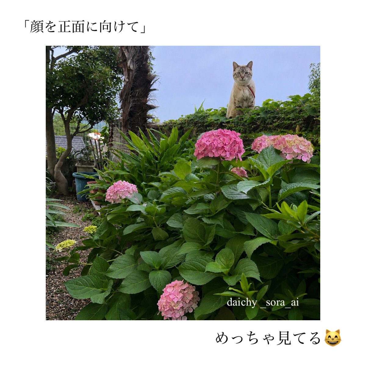 daichy_sora's tweet photo. チャッピーagain😸
あじさいと一緒に撮った去年のソラたんの画像と今年のあじさいの画像を使ってみたらどうなるかな？
#chatgpt 
#ソラたん
#imissyou https://t.co/3yuNscmU4E