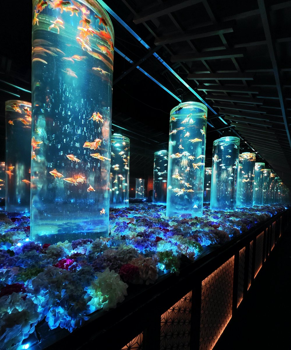 Duckras2456's tweet photo. ART AQUARIUM MUSEUM GINZA🐠

เห็นชาวทวิตป้ายยาเลยตัดสินใจไปดู สวยตาแตกมาก ถ่ายตรงไหนแสงสีก็อาร์ตไปหมด

• งานอยู่ที่ห้าง Ginza Mitsukoshi ชั้นที่9
• มาลงที่ Ginza station ทางออก A7

🎫 ตั๋วราคา 2700เยน มากดที่ตู้หน้างาน หรือจะกดในเว็บก็ได้ ราคาจะถูกกว่านิดหน่อย 

ข้อดีคือ เหมาะกับคนไม่รู้ว่าจะไปไหน และสามารถใช้เวลาสั้นๆแค่ 30นาที ก็เดินทั่วงานแล้ว ไม่กินเวลามาก
ข้อเสียคือ ตั๋วราคาสูง พื้นที่ในงานเล็ก