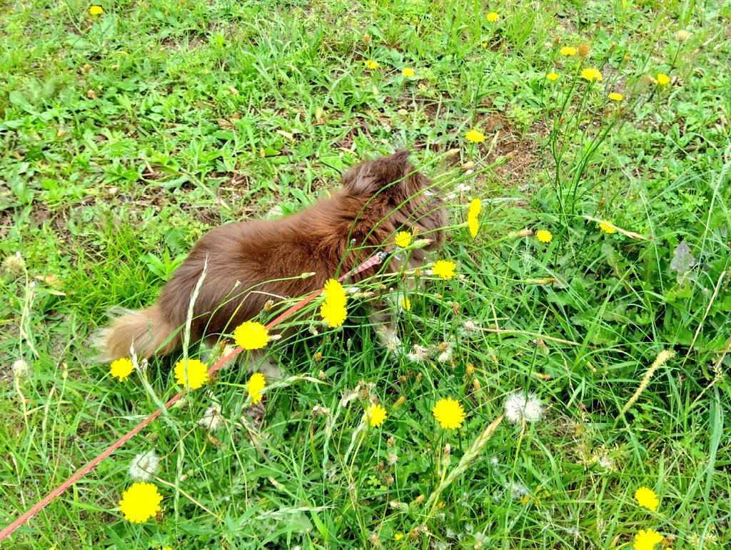 tida_0417's tweet photo. タンポポの茂みを探検中🌼 https://t.co/WkL7SJtfd1