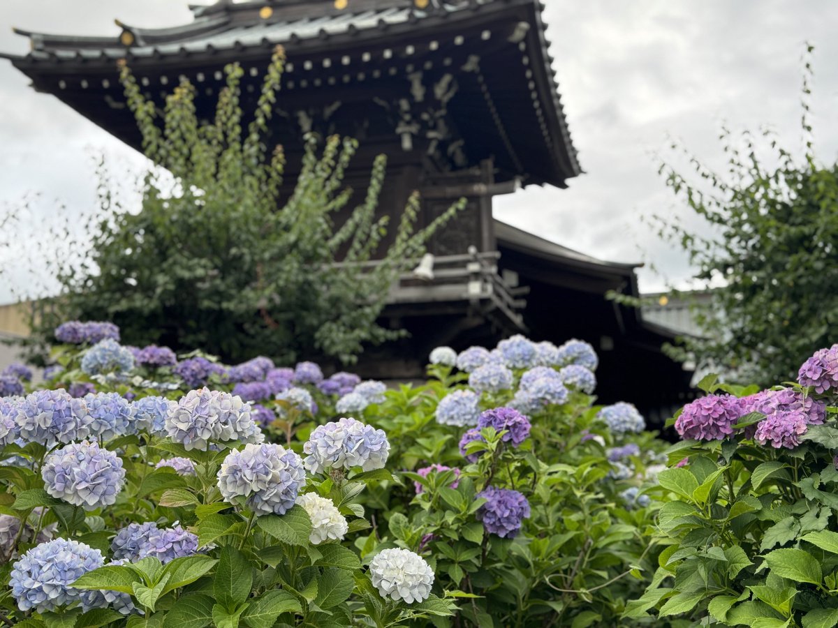 Kinsei_Rika's tweet photo. 月曜日の均整センター歩こう会、巣鴨〜白山〜日暮里の約5キロを歩きました。

前日まで「文京あじさいまつり」が開催されていた白山神社と白山公園のあじさいは、いまが満開。

青や紫や白など色とりどりのあじさい、子供の顔くらい大きな花を咲かせるアナベル。この時期だけの楽しみです。 https://t.co/EAF3GQ33OG