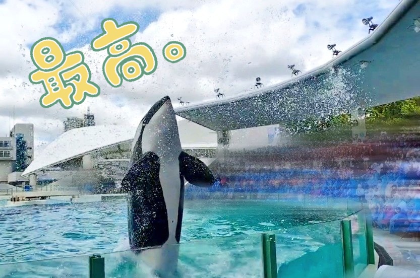 don_o_i's tweet photo. 鴨川シーワールド行ってきましたー🫍✨
シャチのショーでは近くの席の方が「ここ濡れますよ😎✨」って教えて下さったから急いでカッパを購入✌！
大迫力のショーを間近で見れました🤣🌊
水族館は大人も子供も楽しめて最高！！
久しぶりの家族旅行はあっという間でした😭
またお仕事がんばります💪！ https://t.co/oSdxN7YOJj