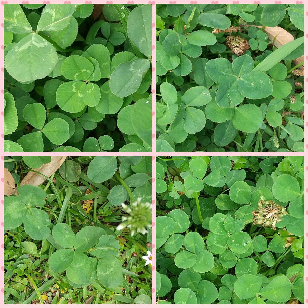 kittyDECO's tweet photo. 植物園に行って、大量の宝の山発見☘️🤭💕
花見るより、長い時間見てたな🤣
🍀🤩✨

ありがとうございました☘️🍀🌹💕 https://t.co/RsMqq8JGD1