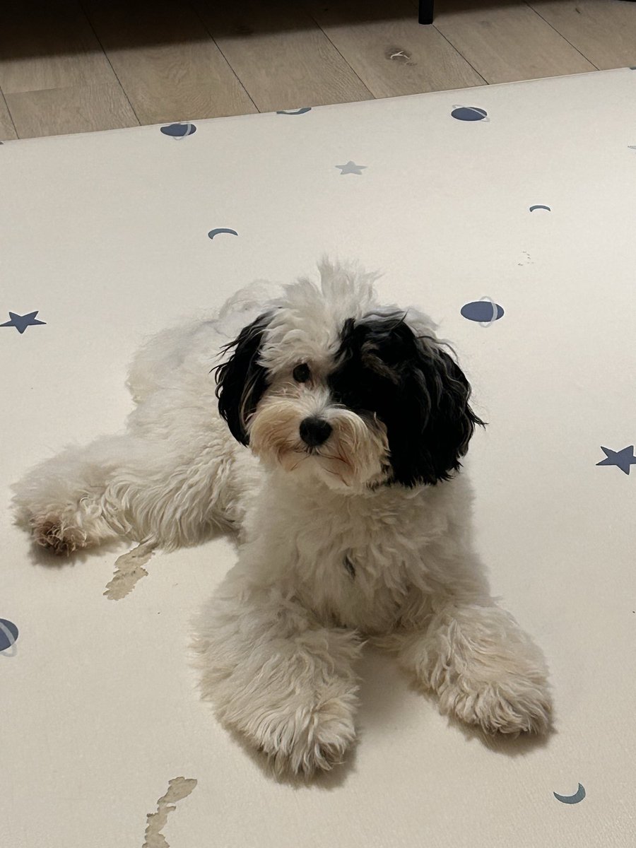 goodboymonta's tweet photo. 呟くのを忘れていました、もんたですᐡ߹ - ߹ᐡ https://t.co/H74TNRRJR6
