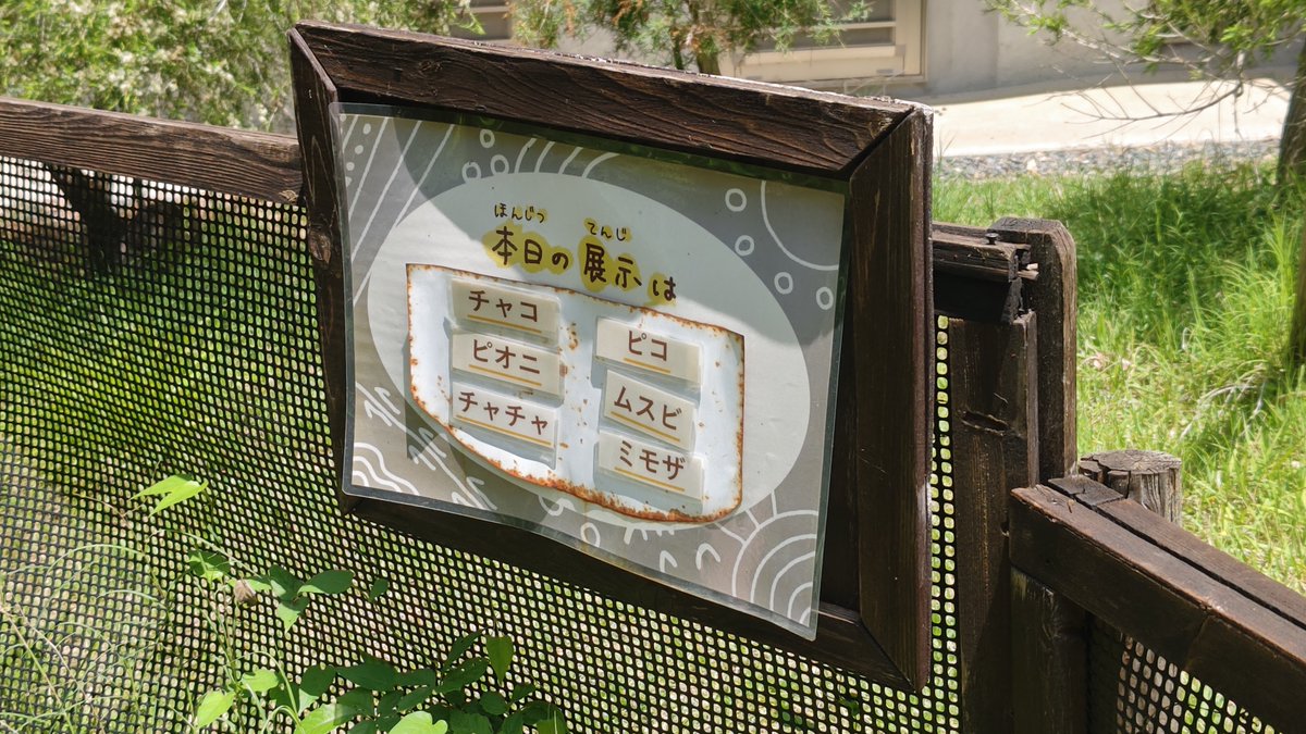 UP6936844's tweet photo. 暑いねぇ〜☀️

動物園は午前中が勝負っ の季節がやってきた💦 https://t.co/V1X1kSv0JD