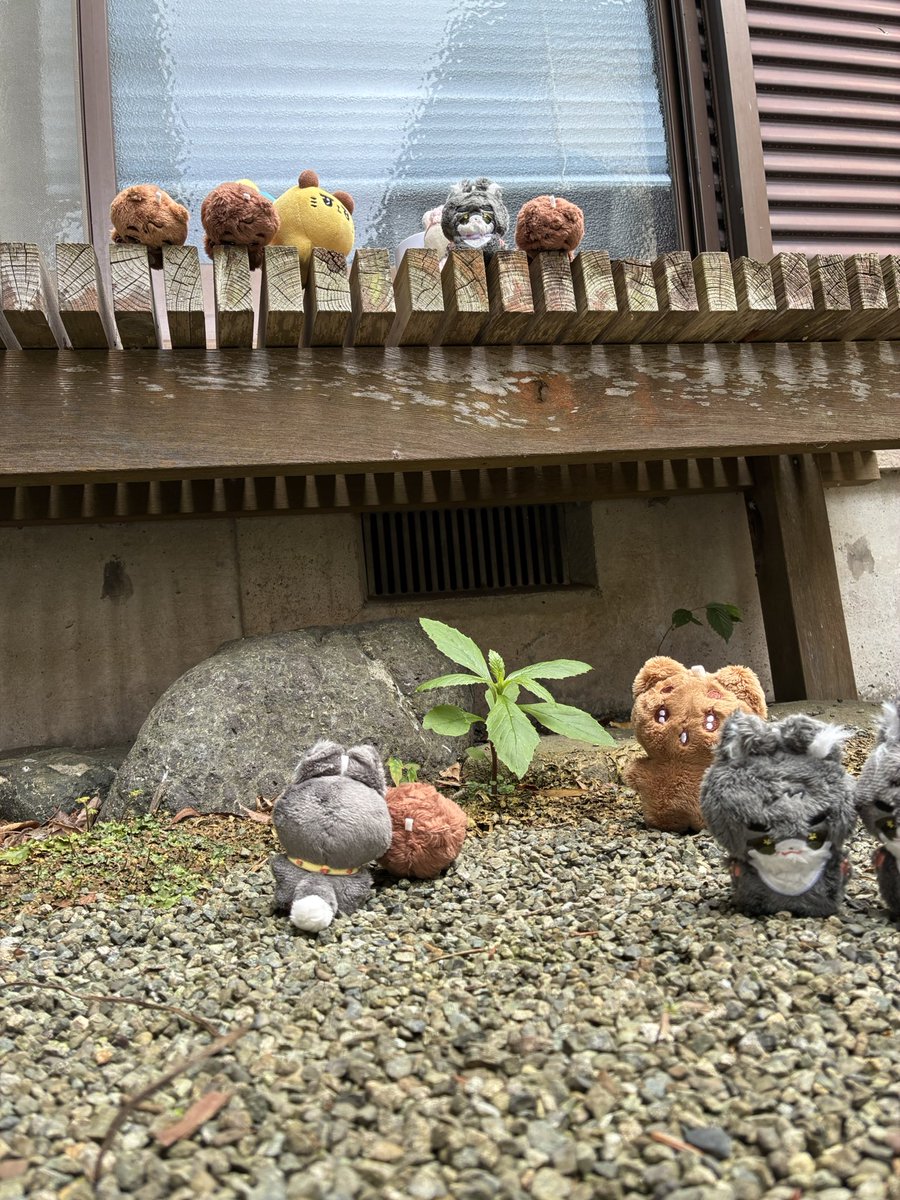 Kodama_sen's tweet photo. 食後のお庭探検が始まったぞ😁 https://t.co/szpiAEABKp
