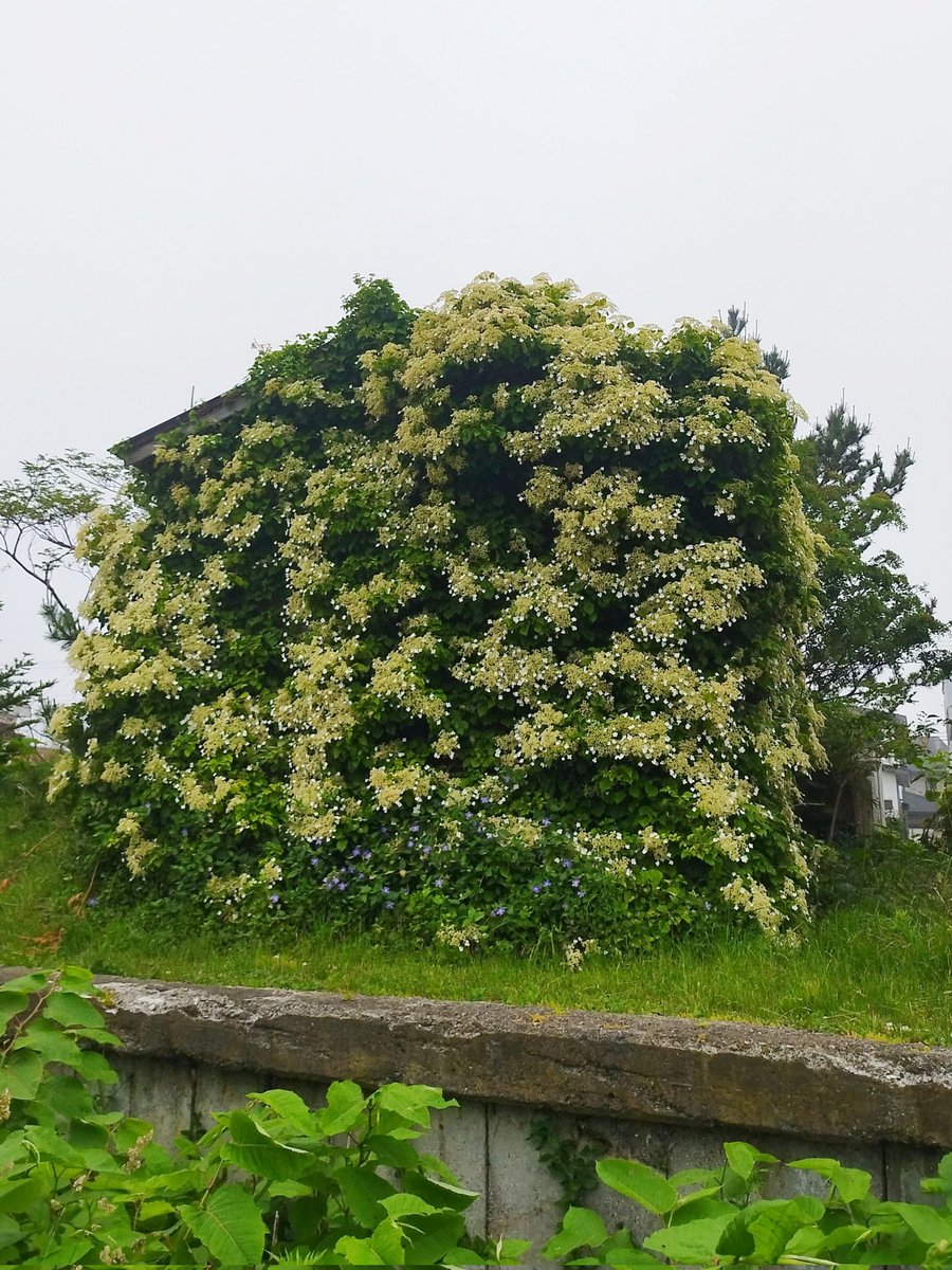 gPnDqKE0rnoMOfW's tweet photo. 海辺の小屋が花畑🤭💦
どうやら、ツルアジサイらしい。

#戦争に反対するお花畑の会🕊💠🕊
#国民投票法の改正は憲法違反 https://t.co/YL36izedt6
