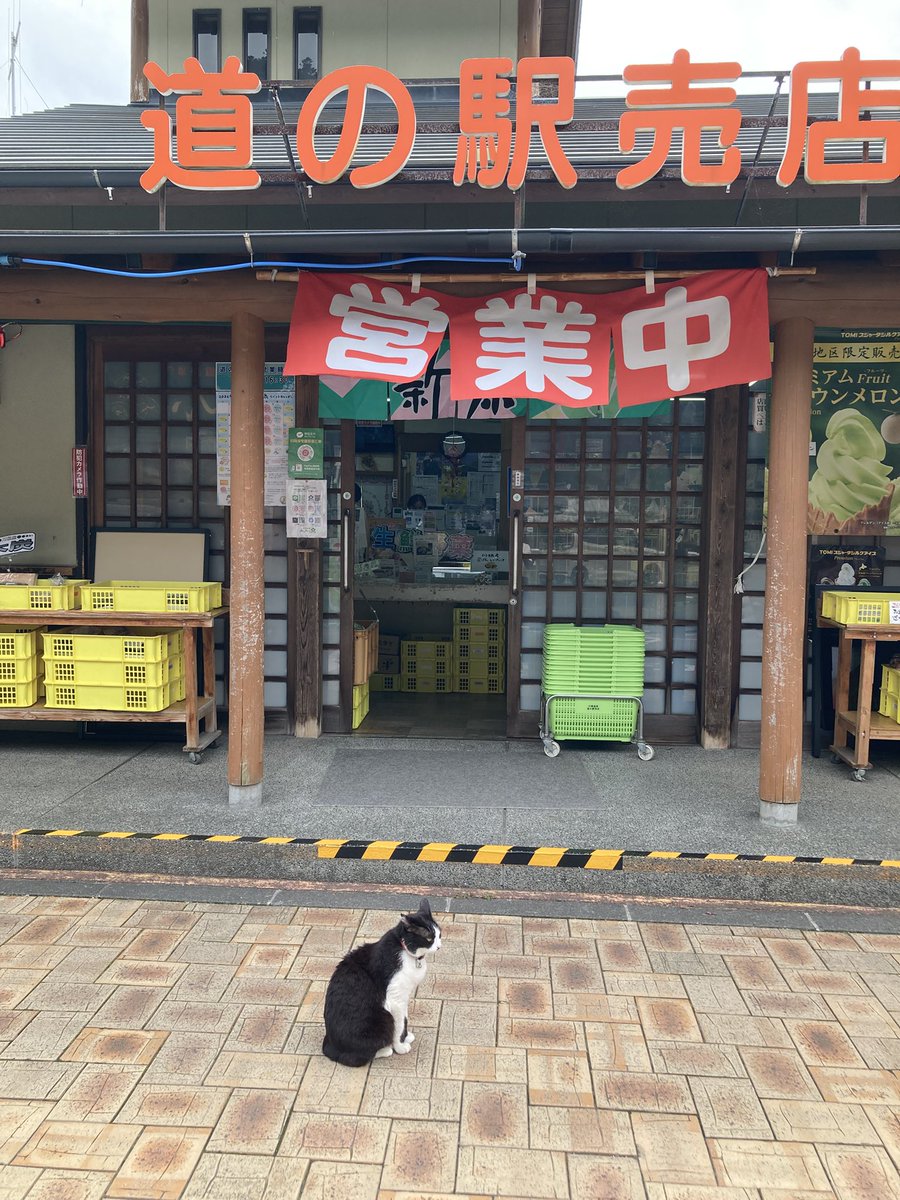 AyahimeU's tweet photo. 温泉♨️がお休みでも道の駅は
営業🈺してるから
みーちゃんお守りするにゃ😸🐾 https://t.co/IDbfbYZyeo