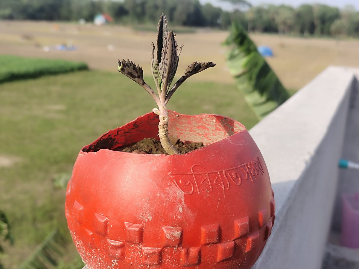 THORFIN1wz's tweet photo. Plant trees, save lives🤗 https://t.co/2rjViNIEDx