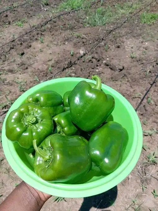 dekwetsii_mbeva's tweet photo. Rixile vahaxi, mina na hari muntshwa ni busy hi vurimi (backyard) laj ni xavisaku miroho,matamatisi,nyala,beetroots green papper n Okra
#Phaphamamlfm @Munghana
@Djbrianrikhotso @ConnyMikateko @ThatXolaniGuy https://t.co/YruOGJZtwy