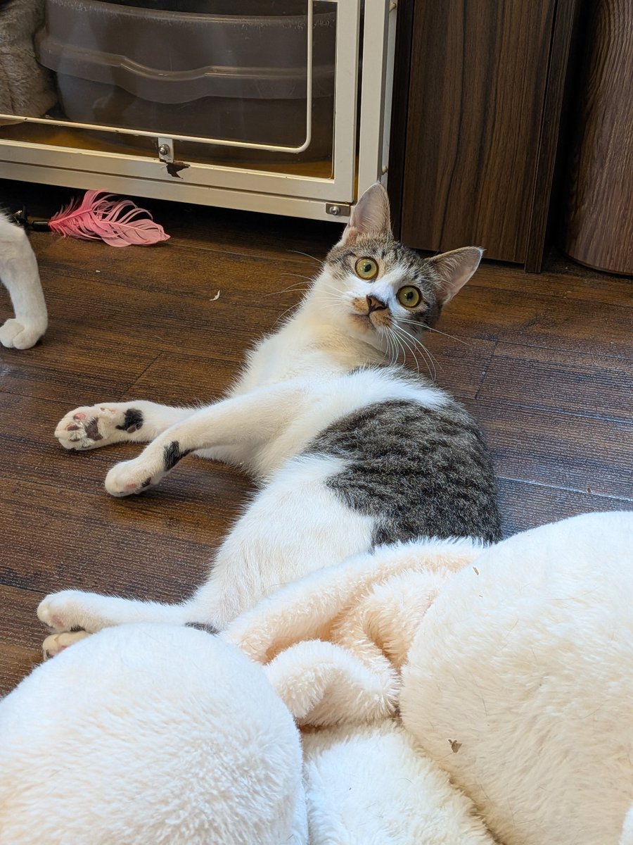 suama_catscafe's tweet photo. 最近店主にチキって呼ばれている志貴くんでこんにちは
すあま商會
本日18時〜20時

皆様のご来店をお待ちしております！

かわいい子猫缶のクッキーアソート入荷！おいちかった！
贈り物にもぜひ🥰

#すあま商會
#保護猫シェルター併設カフェ
#保護猫
#保護猫里親募集中
#子猫 https://t.co/96yFlQsOqX