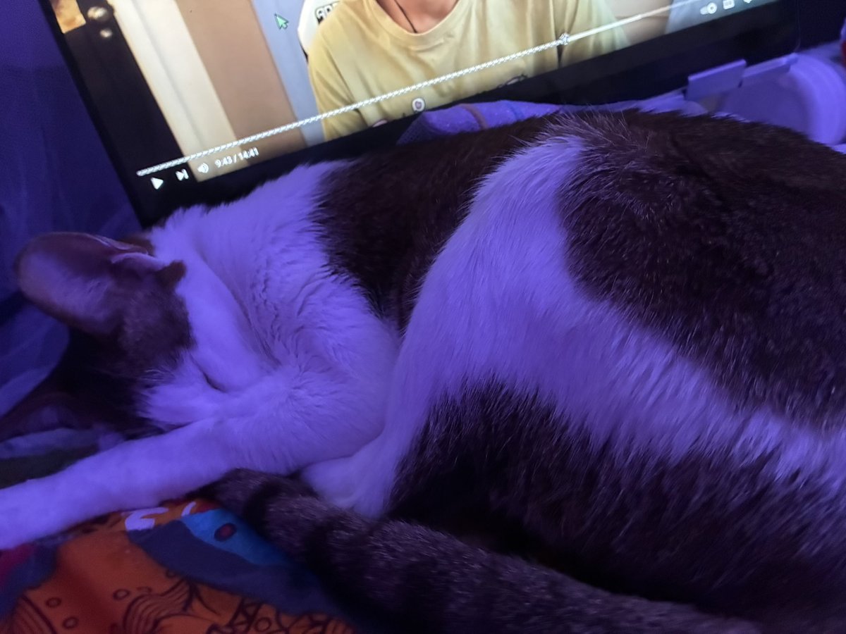 stvrcasm's tweet photo. my cat poppy passed away today from liver failure. i’ve always had 2+ cats. i keep waiting for her to walk in my room or paw at my door. she was only 6 years old. i miss you so much poppy, i hope you’re stealing all the pipe cleaners you can in heaven, say hi to mom, i love you. https://t.co/QrrtICm1nV