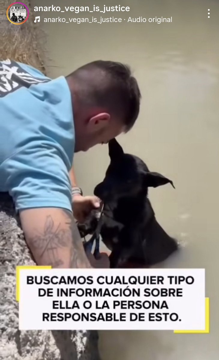 PixiesRichie's tweet photo. 📢📢#LlanoDeBrujas #murcia : ¿TIENES NOTICIAS DE QUÉ MONSTRUO HA ATADO CON UN 🧱 AL PERRITO Y TIRADO A LA ACEQUIA JUNTO A SU CACHORRO????
#España #mundialdefútbol2026
#SeBusca #NoalmaltratoAnimal #Justicia https://t.co/iUHUIECpTg