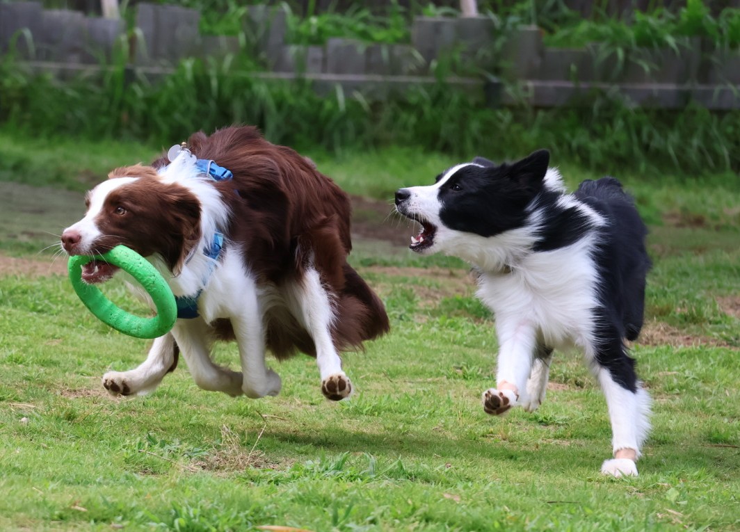 JewelMayuta's tweet photo. はじめましてのカイくんと意気投合🐕️
動きがリンクしてて可愛い🍒
#ボーダーコリー
#bordercollie
#1歳4ヶ月 
#Canonr10 https://t.co/NE8GLXVbKW