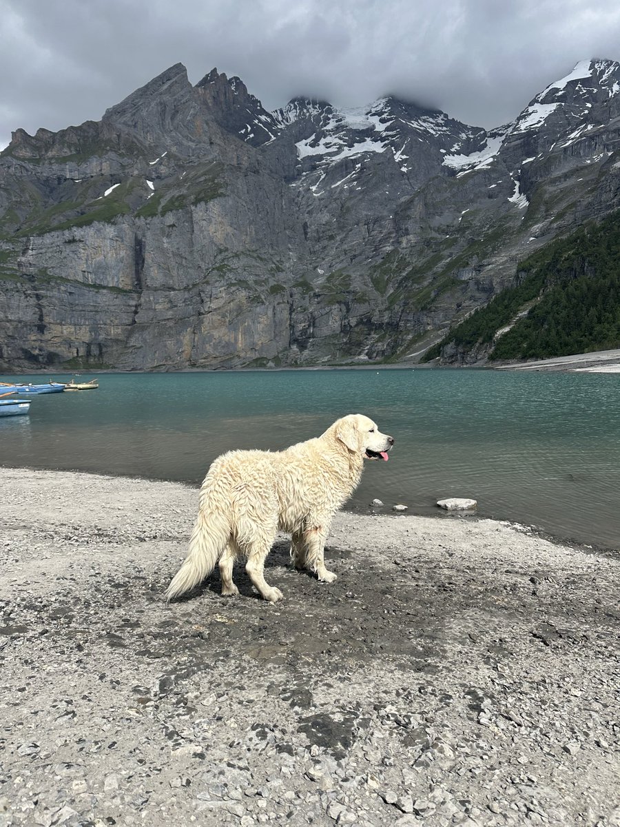 BAbraham890's tweet photo. Refreshing moments ☀️😊🇨🇭🦮 https://t.co/WGTvh5L2wV