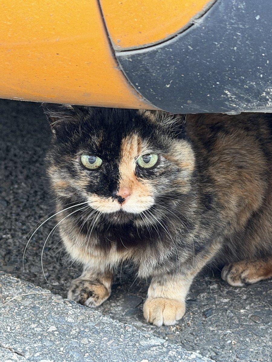 kumikoaoi's tweet photo. 迷子のサビ猫のお家を探しています。
とっても人慣れしていて甘えっ子です。
ご主人を恋しがっているので家に帰してあげたいです。
丸い尻尾、ピンクの首輪とタグを付けていました。埼玉県草加市、越谷市近辺
ご協力お願いします🙏

#迷子のサビ猫 #拡散希望ＲＴお願い致します https://t.co/svM2czOoRD