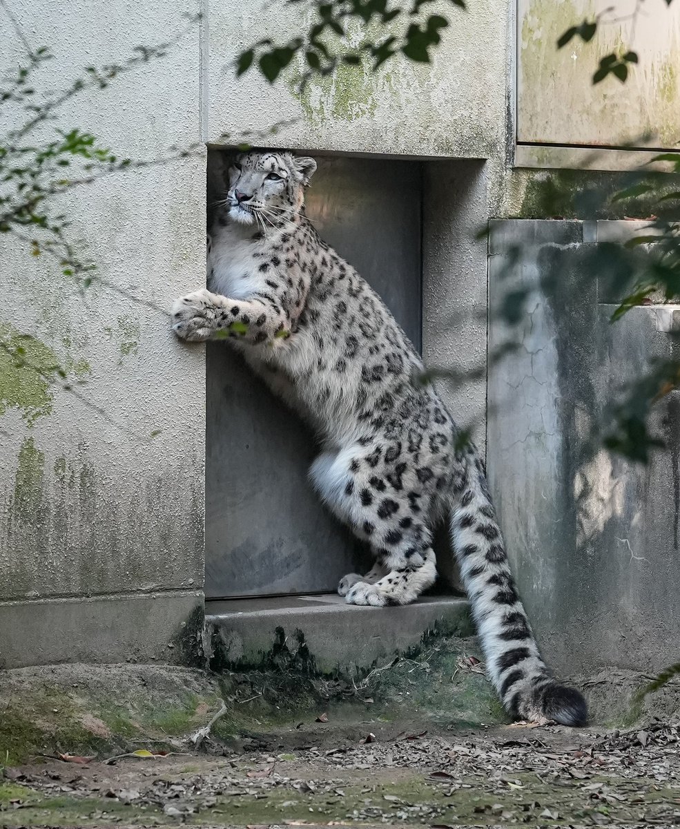 black03_white03's tweet photo. ピタッとフィット感が😂
⁡
#いしかわ動物園 #ユキヒョウ  #ヒメル
📷260606 https://t.co/jvVW29XHDi