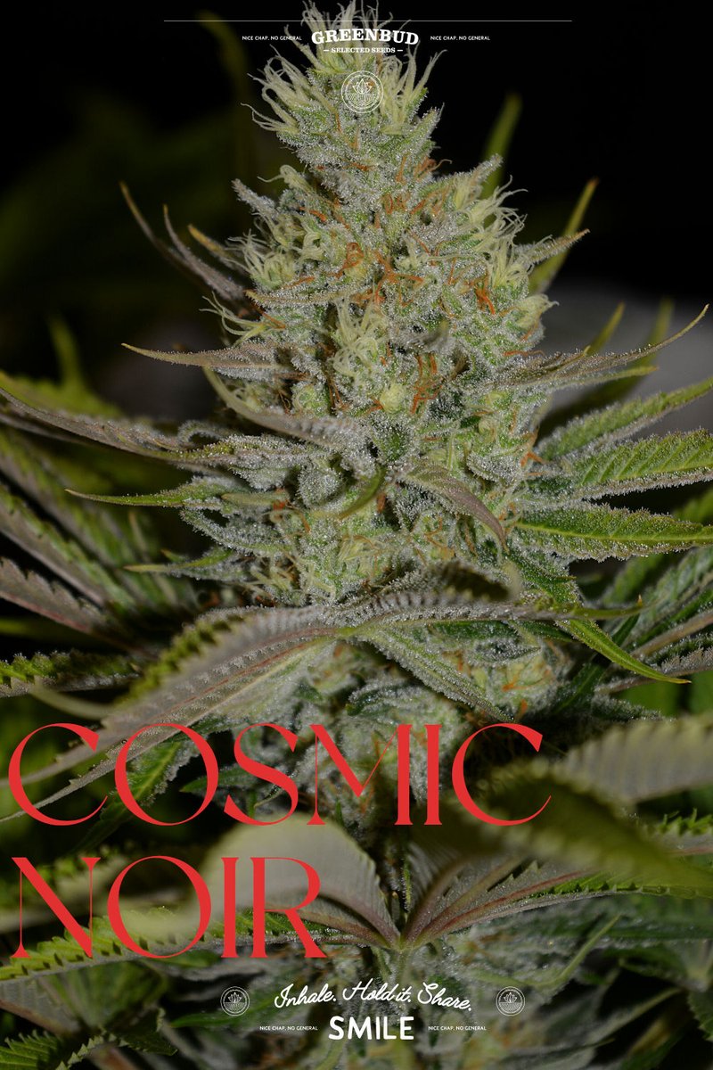 GreenbudSeeds's tweet photo. 🌌✨ COSMIC NOIR (a.k.a. Black Jelly Bean)

This Limited Edition blends sweet candy fruit, citrus notes and dark berry depth into a balanced, uplifting hybrid experience.

A little mystery. A little colour. A lot of character.

Have a great week! 🌱

#GreenbudSeeds #weedlovers https://t.co/Ld4SIcj8D3