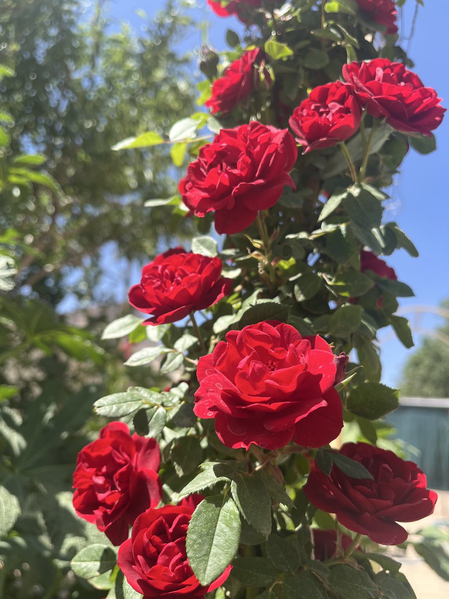 DigitalAmir's tweet photo. گلهایی که با دل و جون کاشتم تو باغ روز به روز جلوه بیشتری میدن به محیط https://t.co/CJejuHfB0U