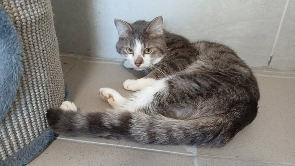 yolandaschultes's tweet photo. 68519 Viernheim
Katze über den Zaun geworfen
Kopie Tierschutzverein Viernheim
Wir sind erschüttert.
Heute hat eine unserer Mitarbeiterinnen, die gerade mit einem Hund unterwegs war und deshalb nicht sofort eingreifen konnte, etwas beobachtet, das uns fassungslos zurücklässt:
Ein Mann kam mit dem Fahrrad zu unserem Tierheim. Er nahm einen älteren Kater aus seiner Transportbox und warf ihn über unseren etwa 1,80 Meter hohen Zaun auf das Tierheimgelände.
Warum?
Diese Frage beschäftigt uns seitdem.
Natürlich wissen wir, dass Menschen manchmal in Situationen geraten, in denen sie ihr Tier nicht mehr behalten können. Dafür gibt es die unterschiedlichsten Gründe. Aber warum sucht man nicht das Gespräch? Warum ruft man nicht an? Warum bittet man nicht um Hilfe? Stattdessen wurde dieser ältere Kater einfach über einen Zaun geworfen – ohne zu wissen, was ihn dahinter erwartet. Dort hätte sich ein Hund befinden können. Er hätte sich bei dem Sturz verletzen können. Er hätte bei den heutigen Temperaturen stundenlang unentdeckt in der Sonne sitzen können. Die Folgen hätten schlimm sein können.
Zum Glück wurde er entdeckt und ist nun in Sicherheit.
Doch zurück bleibt die Traurigkeit darüber, wie respektlos mit einem Lebewesen umgegangen wurde, das sein ganzes Leben von Menschen abhängig war und den Menschen vertraut hat.
Bitte: Wenn Sie Ihr Tier nicht mehr versorgen können, sprechen Sie mit uns. Es gibt fast immer einen Weg und eine Lösung. Aber setzen Sie Ihr Tier nicht einer solchen Gefahr aus.
Der Kater ist jetzt in unserer Obhut. Und wir hoffen, dass er trotz allem bald wieder erfahren darf, dass nicht alle Menschen ihn im Stich lassen.
Euer Tierheim-Team
+49 6204 2105
kontakt@tierheim-viernheim.de