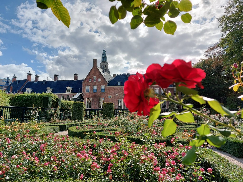 Artoshack's tweet photo. 今年は既にいくつかのバラ園を訪れました🌹
🇳🇱 Den Haag, Boskoop, Arcen.

そういえばフローニンゲンのプリンセンホフ庭園にもあるけど、以前行ったのは9月(秋🌹)
初夏は、まだ見たことない。
...どうなんだろう⁉️

ブログを書いてたの忘れてた⬇️😅
https://t.co/v3OL34qGvG https://t.co/1l6b0YDVIh