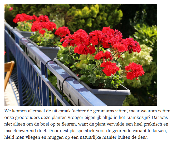 kempinga's tweet photo. Waarom achter de geraniums zitten? https://t.co/h7BFyAxzIt