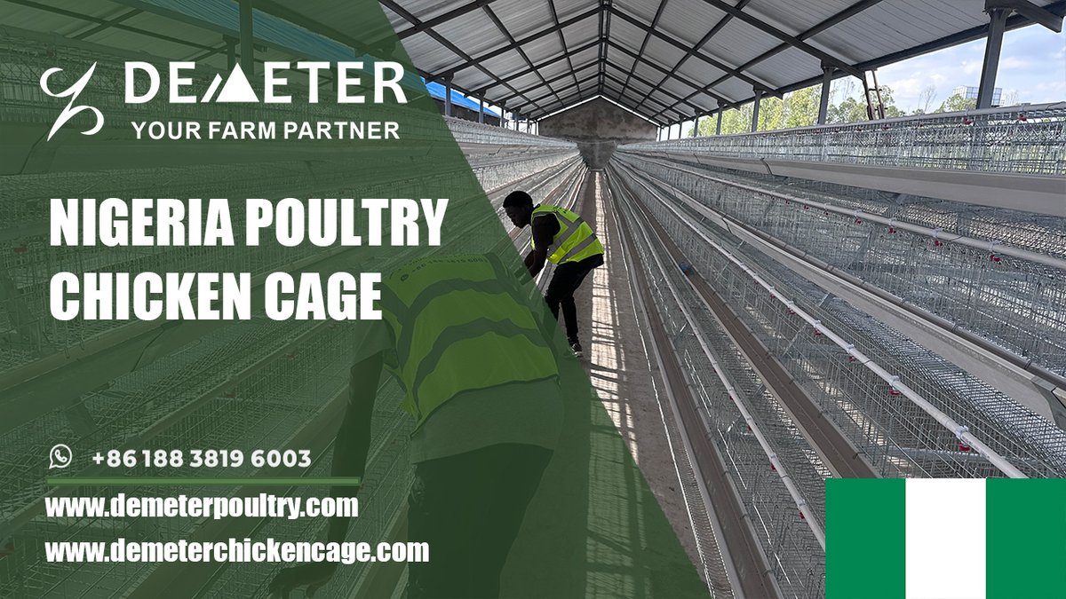 dmtchickencage's tweet photo. Ibadan Layer Chicken Cage Automated Battery System for Commercial Poultry Farms in Nigeria from China Factory

Demeter Chicken Cage for a professional solution. They have been providing poultry farm projects in Nigeria (Lagos, Ogun, Abuja, Ibadan, Oyo, Imo, PH and Kaduna) https://t.co/BLIpTHiW4Q
