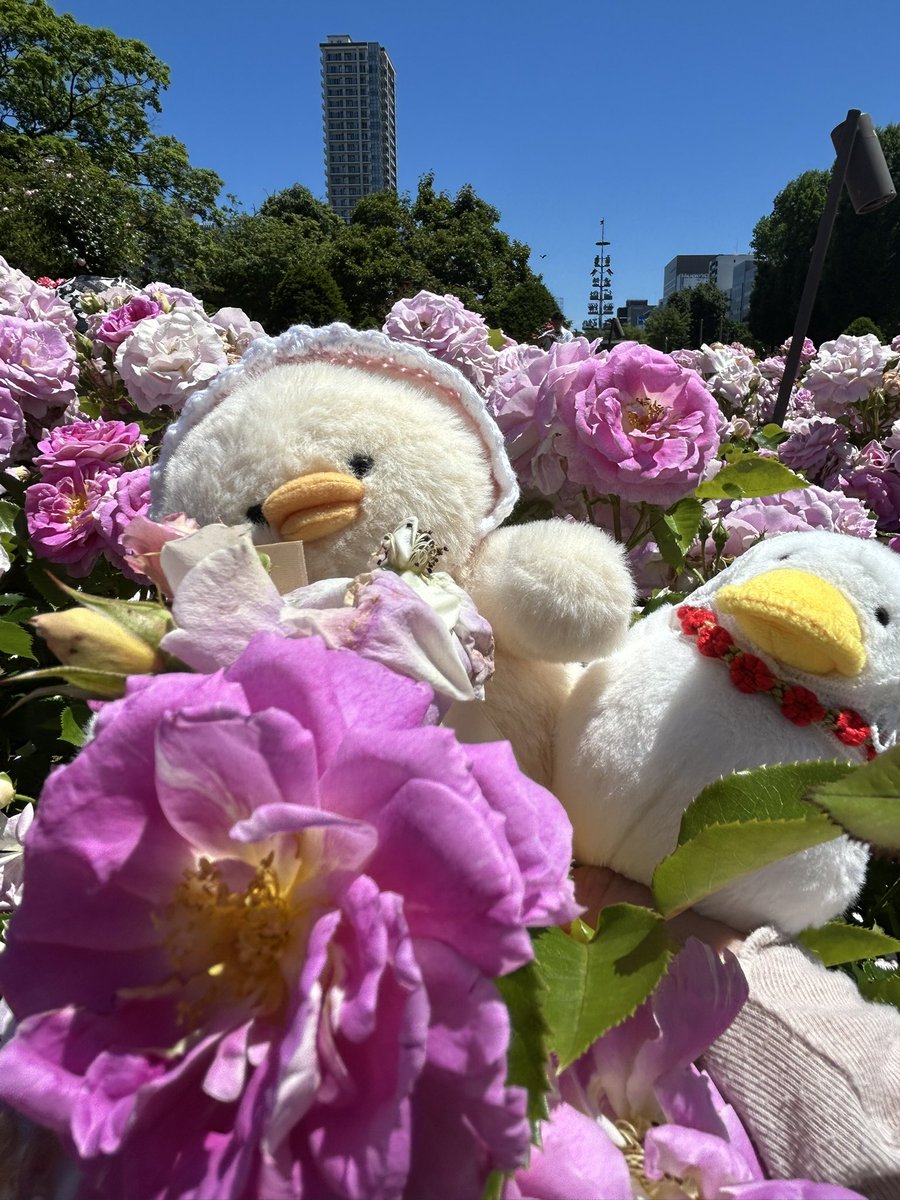 marumarunosekai's tweet photo. 大通公園12丁目のバラ🌹をみにきたけど
暑いね
#サンクガーデン 
#大通公園 
#バラ園 
#もちっとダック
#ブルーブルーエ
#ぬい活 https://t.co/qGO25vlpv8