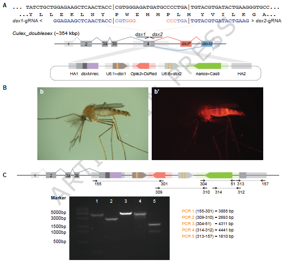 BiogentsAG's tweet photo. 🦟 A new self-limiting #CRISPR gene drive in #Culex quinquefasciatus achieved population suppression by favoring male inheritance and producing sterile females. #GeneDrive #VectorControl #WestNileVirus #Nature
@UTHealthHouston 
@Jackson_Champer

🖇️https://t.co/Ml4kfzvt3i https://t.co/qYpR7knm1S