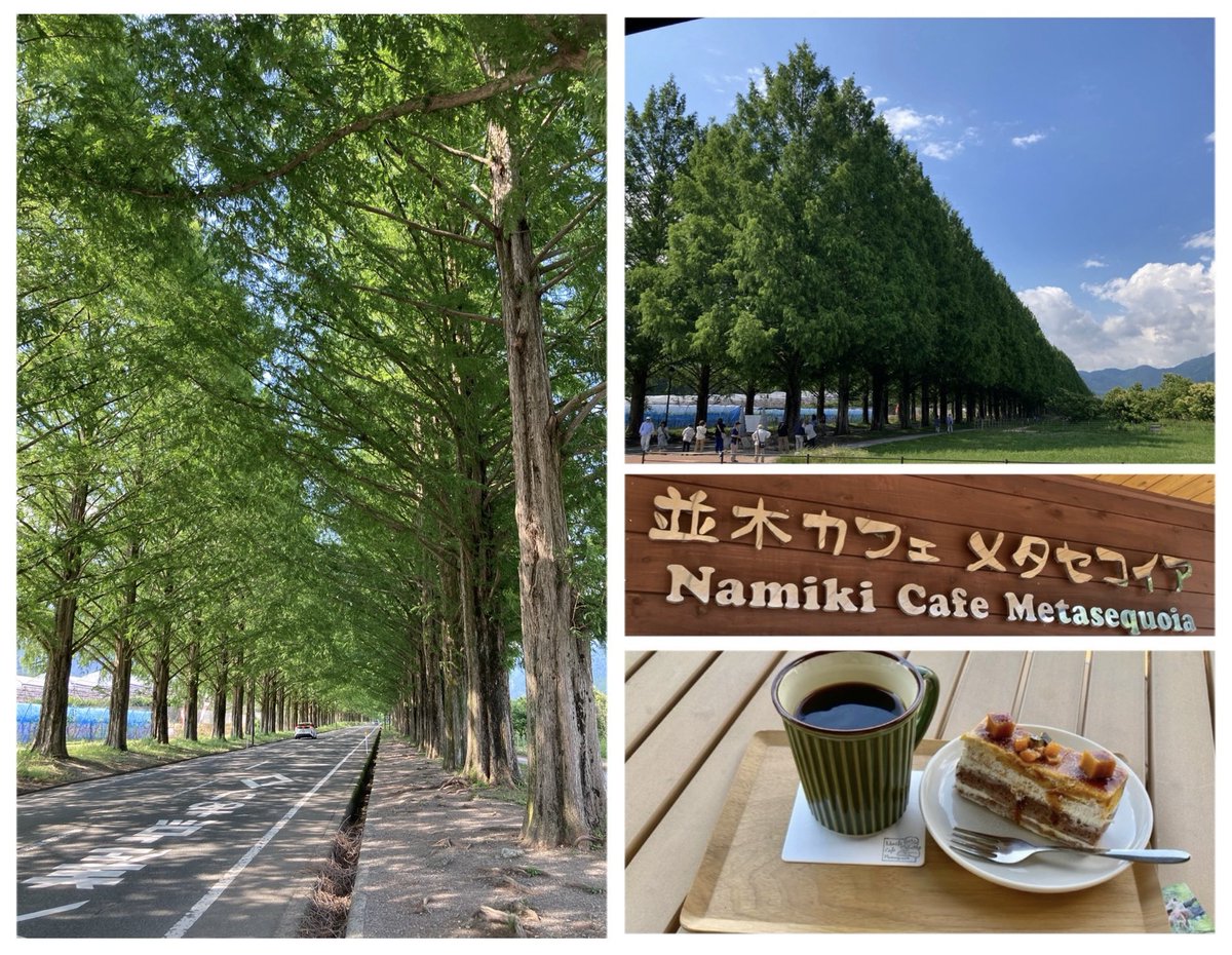 jh201223's tweet photo. 琵琶湖の北走る〜🚗目指すは久々のメタセコイア並木道にopenしたカフェ☕️眺めながらのひと時にホッ🌲😌そしてランチは琵琶湖にしか生息しないとの鱒で貴重美味し😋道々入った道の駅＆水の駅👏滋賀にも海ぶどう⁉︎👍 https://t.co/34wUiDOm2T